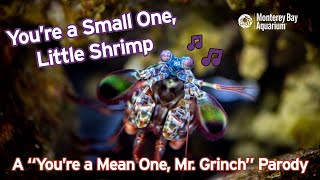 You're a Small One, Little Shrimp | A #ShrimpWeek 'You're a Mean One, Mr. Grinch' parody by Monterey Bay Aquarium 20,062 views 1 year ago 2 minutes, 51 seconds