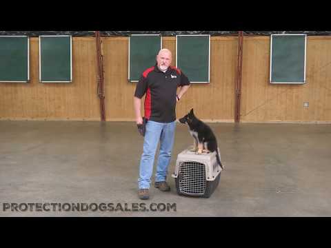 วีดีโอ: ลูกหมา 7 เคล็ดลับจากเทรนเนอร์