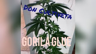 Gorila Glue Parte 3 Son Cultiveta. Seguimiento Veneno Seeds