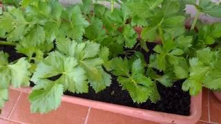 Sedano sul balcone BIOLOGICO dopo circa 2 mesi