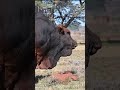 BORAN CATTLE Biggest Bulls And Cow