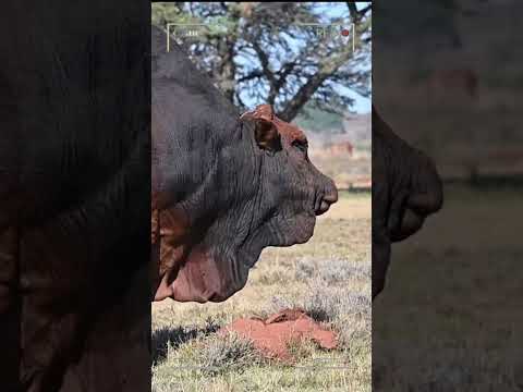 Wideo: Ile krów do loboli?