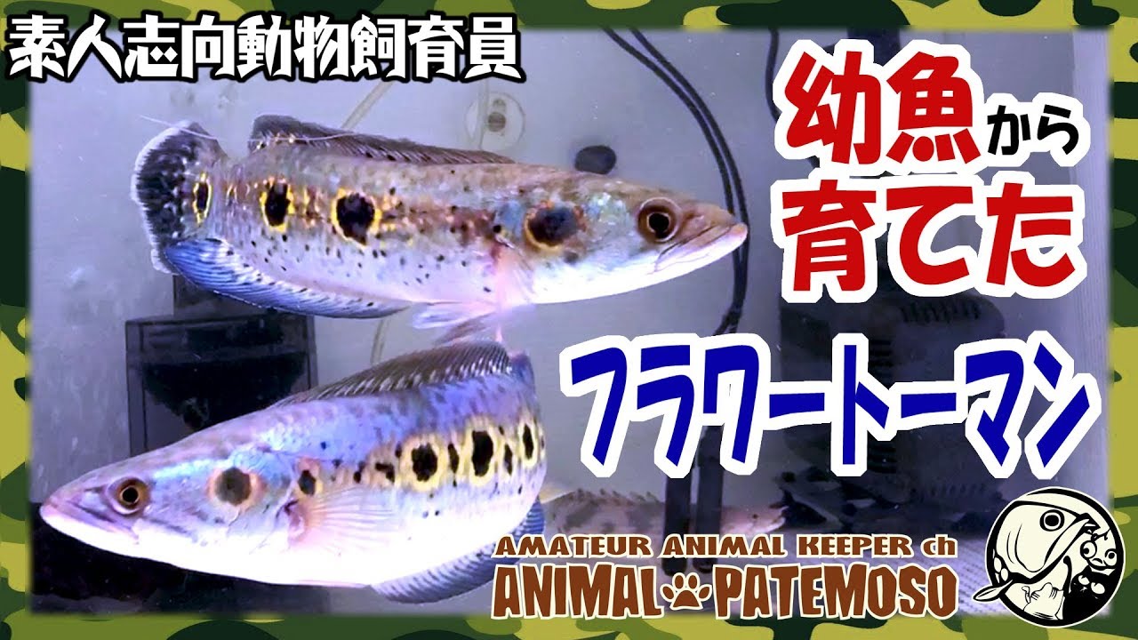 幼魚から育てたオセレイトスネークヘッドの紹介だよ フラワートーマン アクアリウム 熱帯魚 Youtube