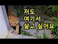 살고 싶어서 새벽 2시에 찾아온 새끼 고양이#무편집#미스테리