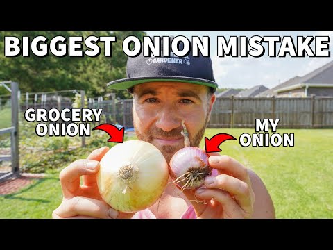 Video: Kodėl mano svogūnai yra margi: priežastys, kodėl svogūnai su dryžuotais lapais