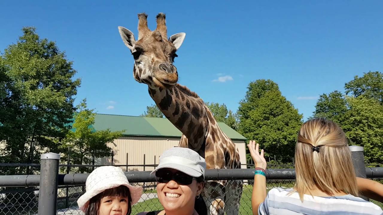 safari niagara giraffe