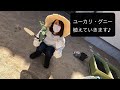 【園芸】ユーカリ・グニー植えていきます