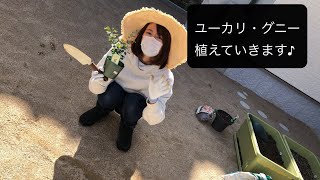 【園芸】ユーカリ・グニー植えていきます