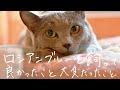 とても甘えん坊？ロシアンブルーを飼って良かったこと大変だったこと【成猫の去勢のことについてなど】