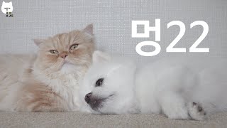 멍냥이. 가까이 볼수록 더 사랑스럽다. by 나는 아재다 I'm AJE 12,251 views 3 years ago 3 minutes, 59 seconds