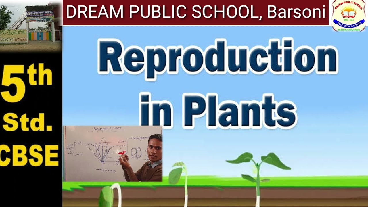 Reproduction in plants class 5!!chapter 1 YouTube