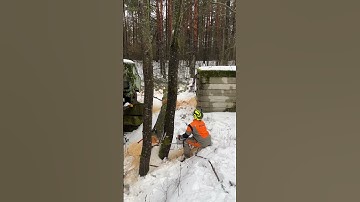 🎯#arboristika #arboristlife #chainsawman #stihl #вальщик #husqvarna #treework #chainsaw #arborist