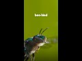 Orchid Bee Interaction Insights
