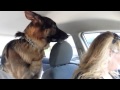 German Shepherd suddenly realizes he is at the vet