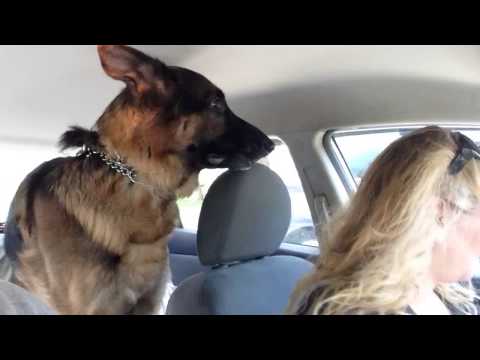 German Shepherd suddenly realizes he is at the vet