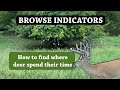 8 PLANTS that Show you Where the Deer Are