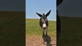 Galope