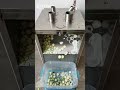 Multi-function Fruit & Vegetable Slicing Machine 🥕🍎 #vegetableprocessing #fruitpittingmachine