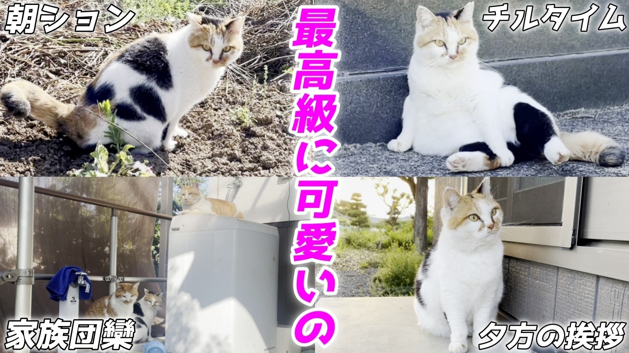 三毛猫様♡ありがとうございます♡ maxresdefault.jpg