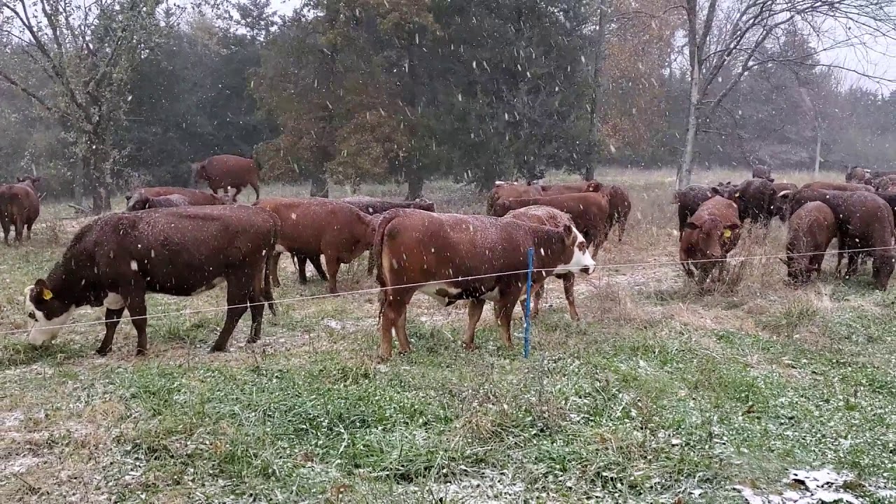Greg Judy changes his grazing rotation when weather events dictate