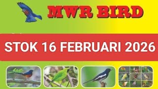 Jinjing Pentulakkehicapprenjakcigunsogonkacilan Bakau Dkk Ready