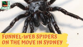 Surge In Deadly Spider Activity After Dramatic Weather Change Australian Reptile Park