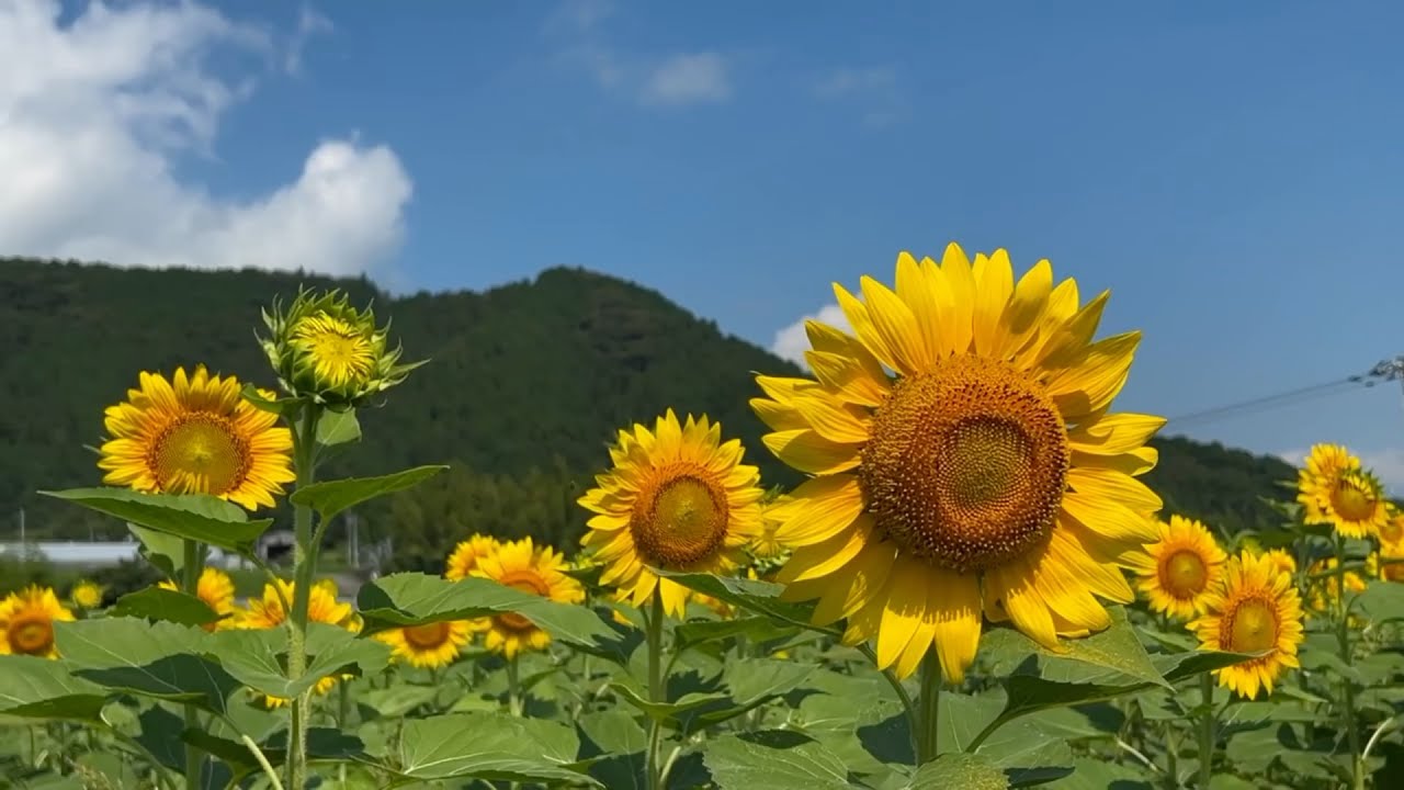 2024/07/22 四分咲き 吉野生のひまわり畑 〜愛媛県松野町〜 - YouTube
