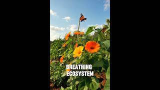 THE SOIL &amp; |SALT |CONVERSATION| #garden #hacks #gardening #tips #explore #plants #easyhacks