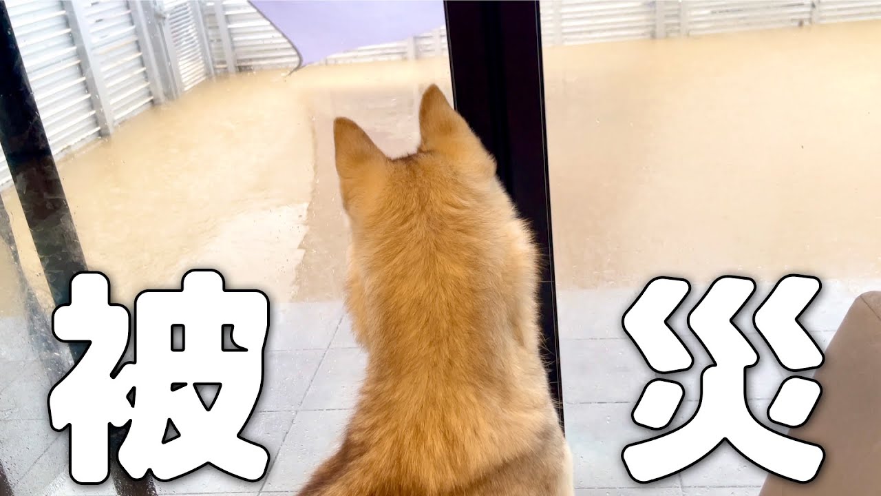 Monchan's house was flooded by a sudden downpour - YouTube