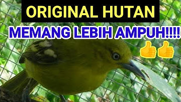 suara sirtu asli hutan INI PALING AMPUH BUAT pancingan sirtu macet bunyi AGAR burung sirtu gacor dor