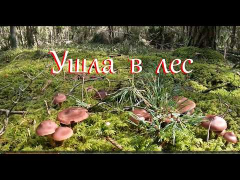 Прогулка по лесу. Продолжаю ремонт дома.