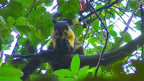 Sóc Đen Côn Đảo - Loài Sóc To Và Đẹp Nhất - Nas Maum Kawv