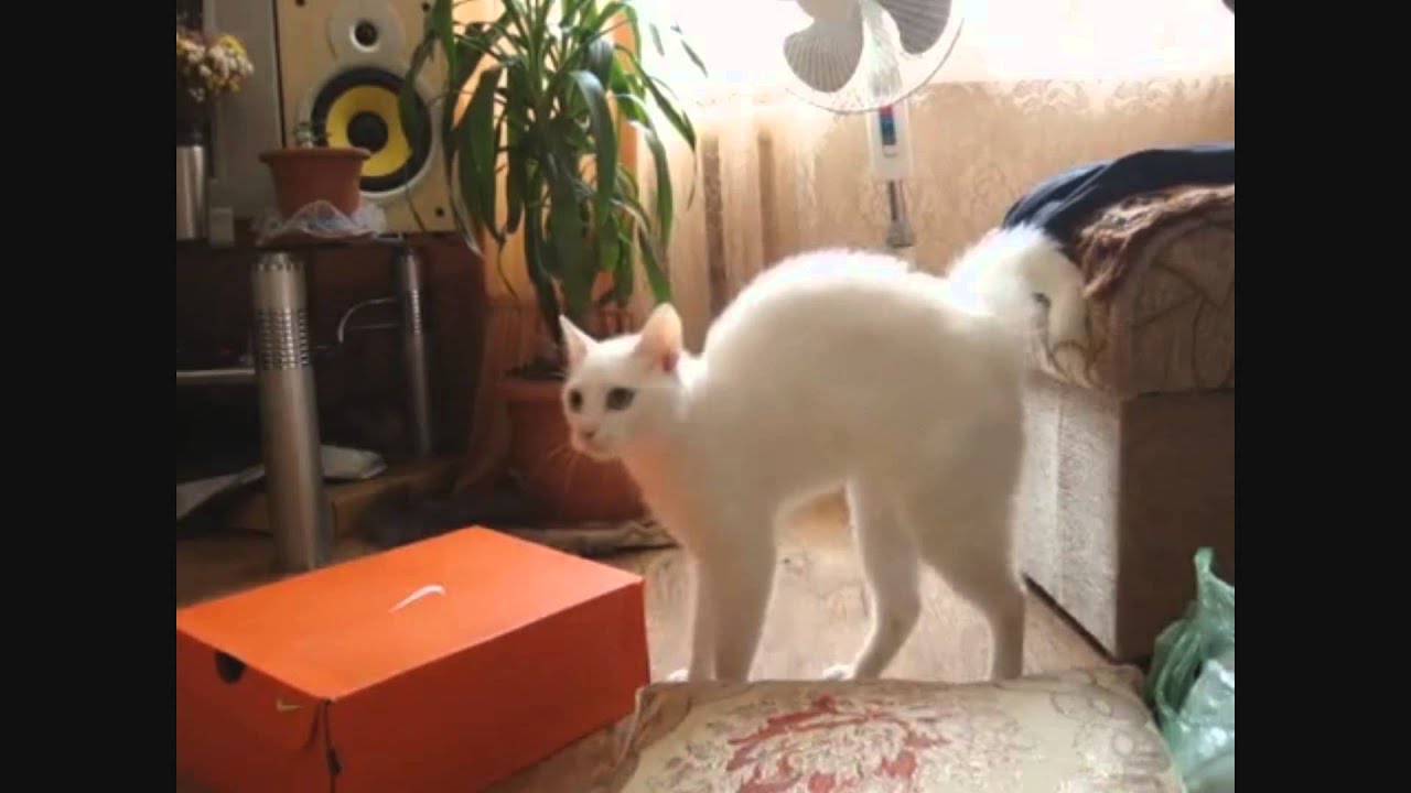 Кот ушел gif. Кот уходит с узелком. Кот ушел 2. Кот уходит. Кот ушел видео.