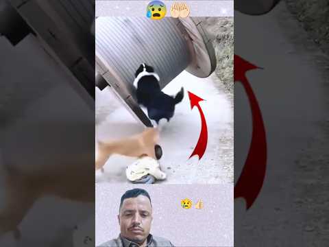 هناءتظهر الكلاب الوفيه وتنقذ الانسان من الهلاك      