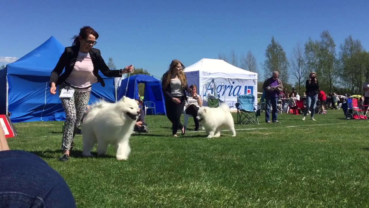 Royal Canin Dog Show 2017 | Helsinki | Samoyed - YouTube