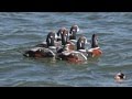 Harlequin Duck Old Squaw Long Tailed Ducks