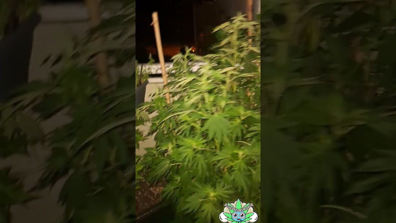 Gelato 45 | Fat Banana Kush - two ladys, one love