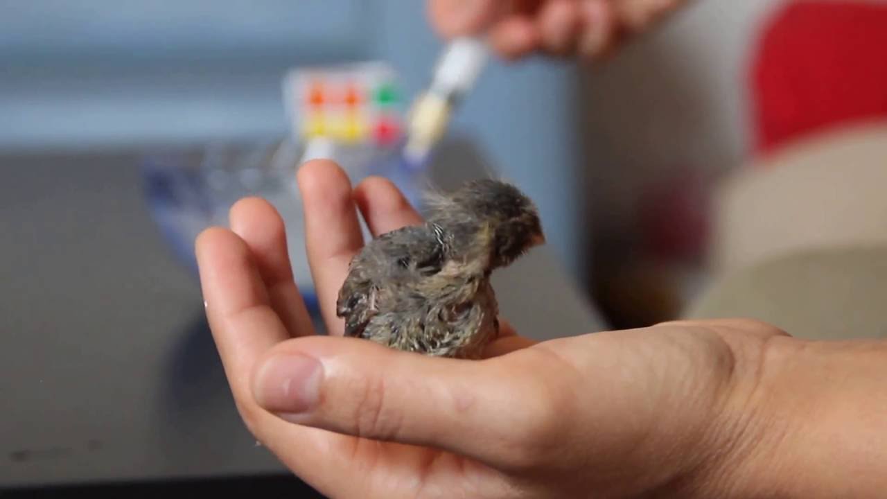 how often do you feed a baby bird