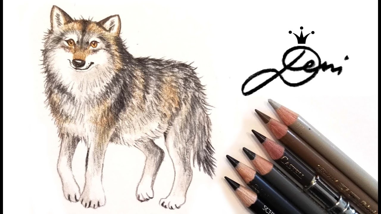 Wolf Zeichnen Lernen Wolfzeichnung How To Draw A Wolf Kak Se Risuva Vlk Youtube