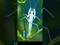SkeletonShrimp#Caprella#WeirdAnimals#StrangeSeaCreatures#UnknownAnimals#RareSeaLife#OceanCreatures