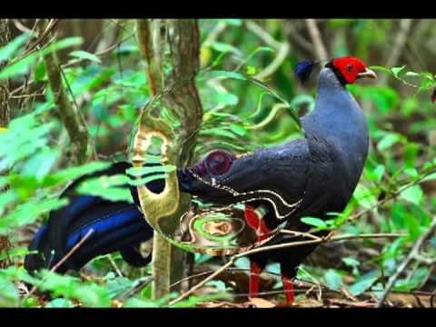 Order Anseriformes & Order Galliformes. - YouTube
