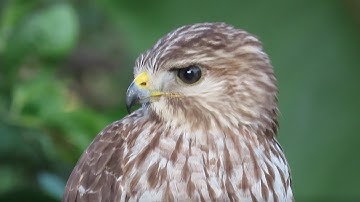Red Shouldered Hawk
