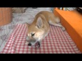 Shiba Inu 豚骨を食べる柴犬の子犬