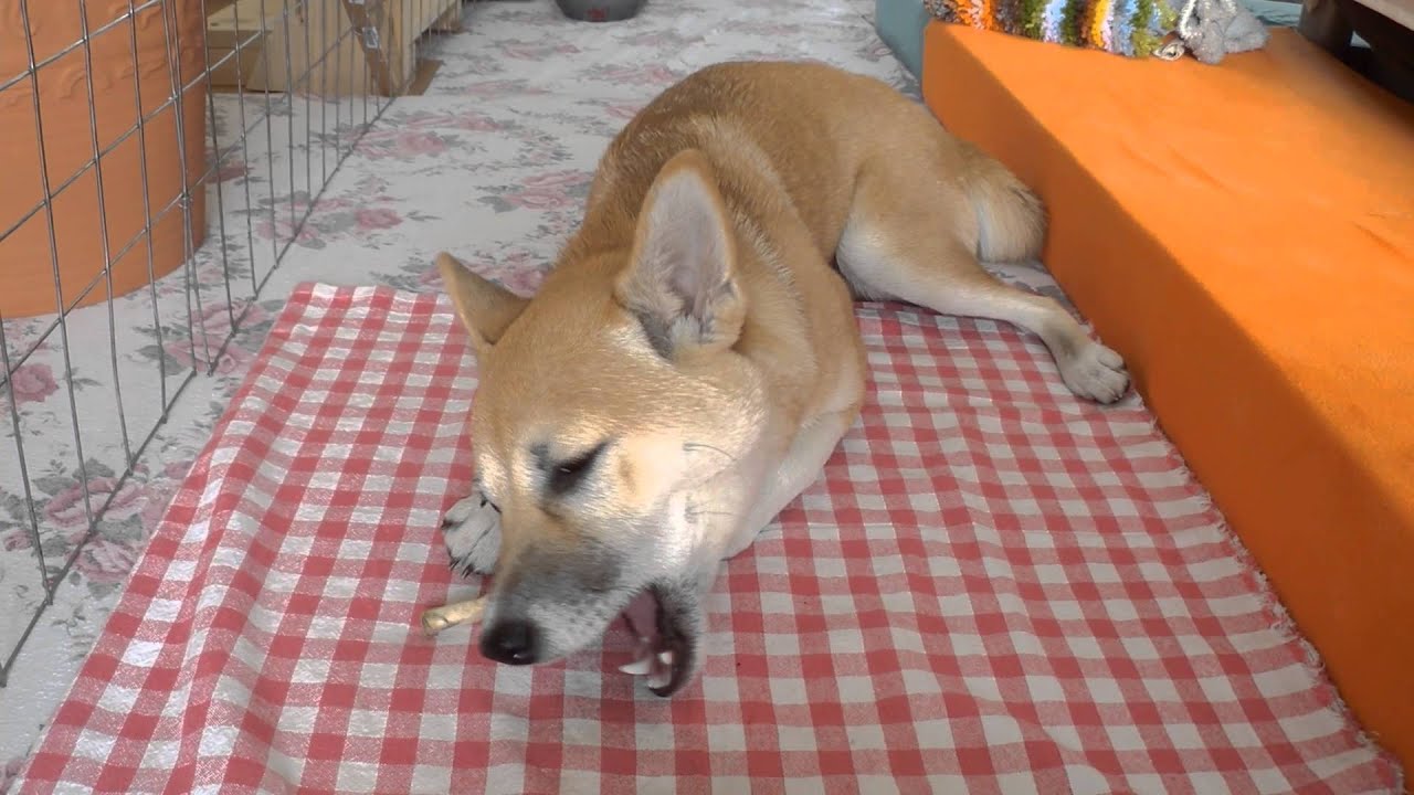Shiba Inu 豚骨を食べる柴犬の子犬 Youtube
