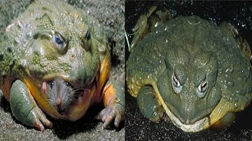 Loài Ếch khổng lồ hung dữ, xơi tái cả rắn, tấn công cả bò
