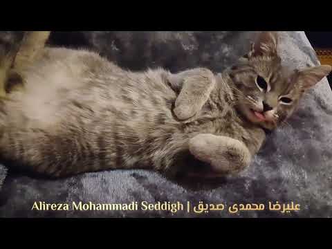 دوغ فروش دوره گرد