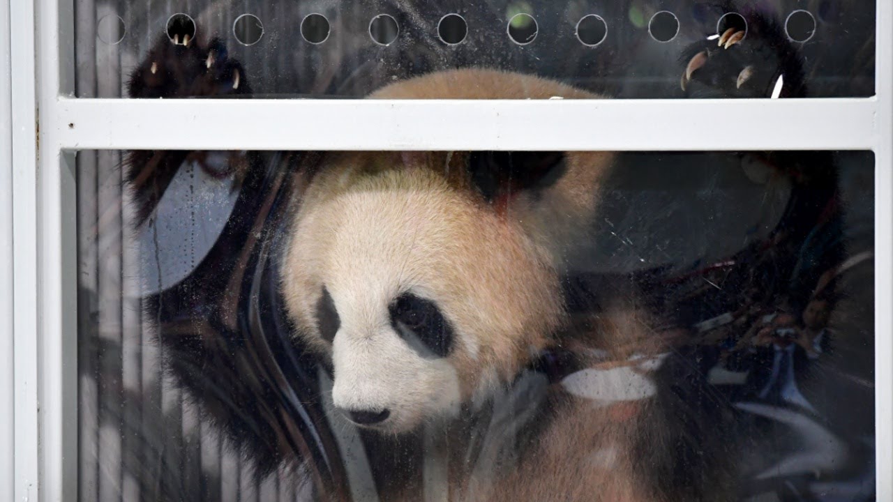 Включи новую панду. Берлин зоопарк Панда. Берлинский зоопарк китайские панды. Панда в аэропорту. Панда с большими глазами.
