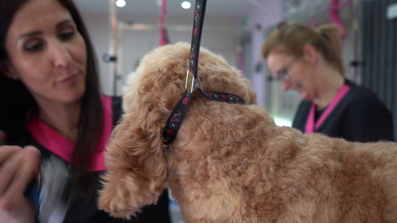 groomingdales by netty