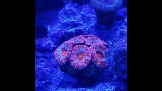 Beautiful Nano Reef Coral Feeding Tentacles Extended  shorts nanoreef aquarium
