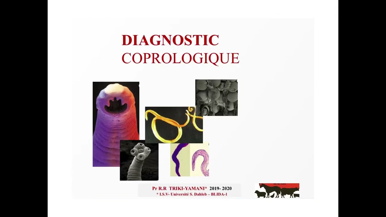 TD 1 : Diagnostic coprologique (partie 1)